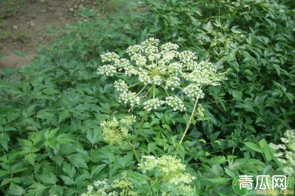 白花前胡种子选种育苗技巧