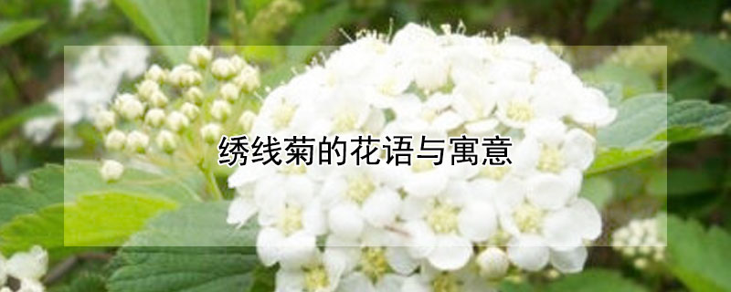 绣线菊的花语与寓意是什么？