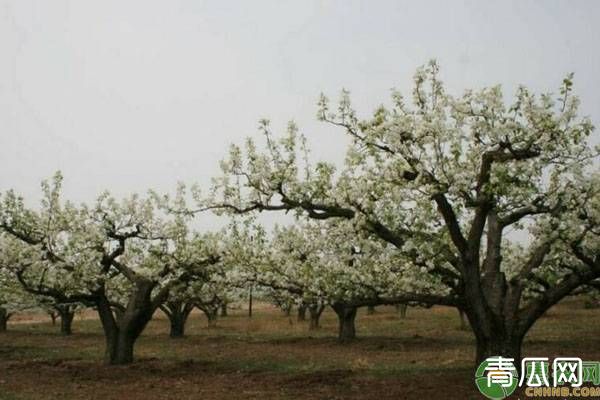 四月果园壮花保果怎么做？促中短的技巧方法