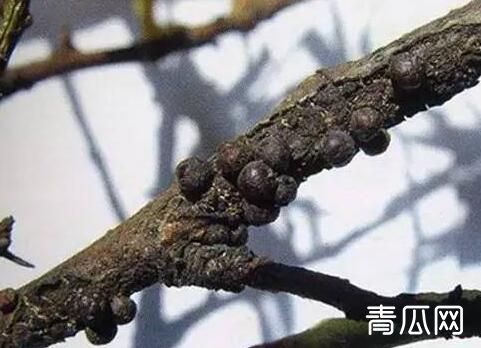 果树朝鲜球坚蚧的为害特点及防治