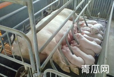 猪仔饲料质量怎么判断？养猪户买饲料技巧