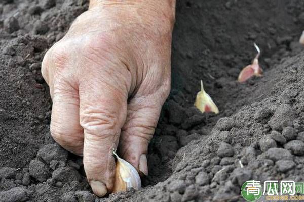 大蒜种植如何避免出现“空心蒜”？（附预防措施）