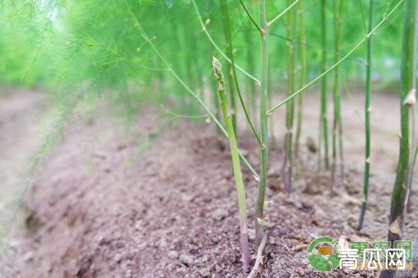 芦笋种子的播种方法