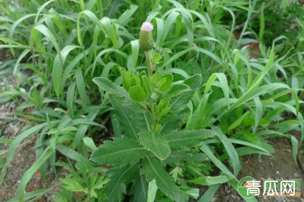 刺儿菜有哪些功效作用？刺儿菜人工种植技术