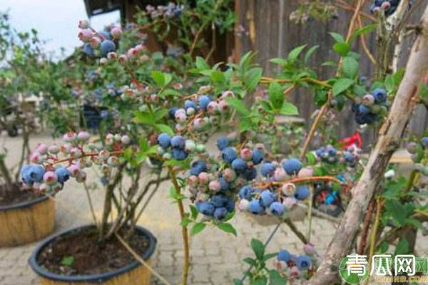 露台怎样种植蓝莓？蓝莓露台盆栽技术