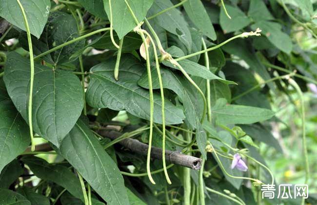 豆角种植有前景吗？豆角怎么种植