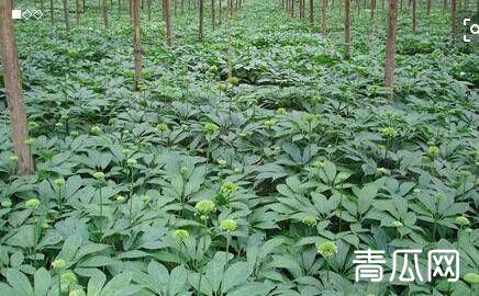 三七种植怎么管理？施肥及病害防治