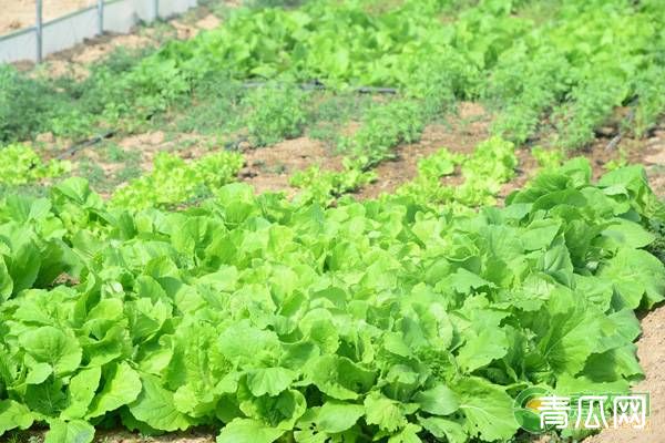 秋冬小白菜的种植技术要点