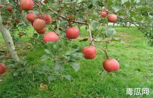 苹果园夏季管理技巧分析