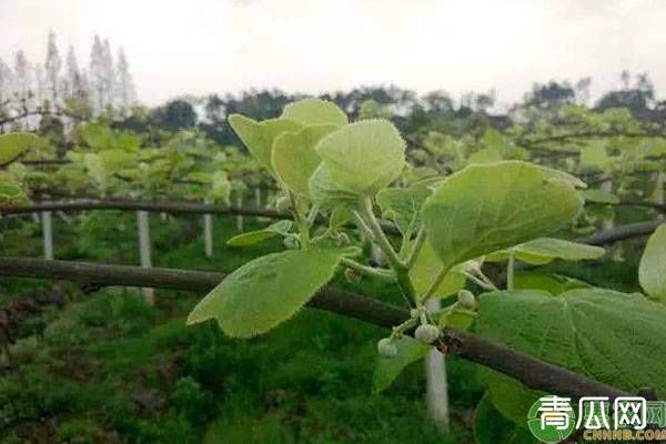 4月份猕猴桃种植7个要点管理技术