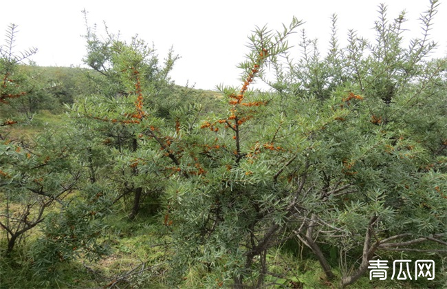 沙棘田间种植技术介绍