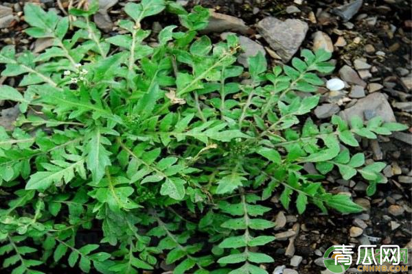 高产荠菜需要掌握的种植技巧有哪些？