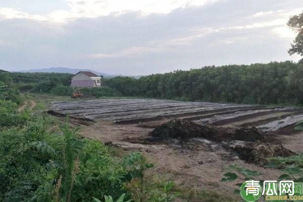 蚯蚓规模化关键养殖技术介绍