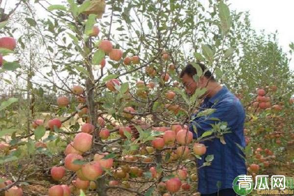 夏季苹果扭梢怎么办？