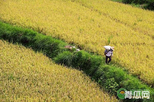 水稻早衰的症状、原因及防治措施