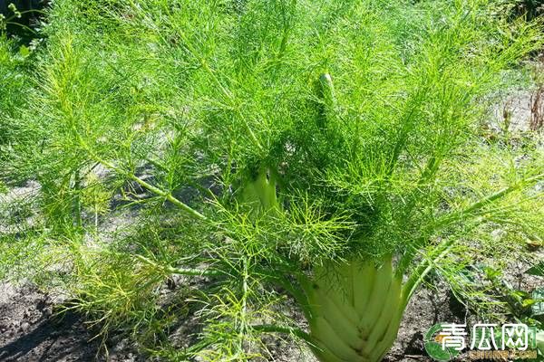 球茎茴香的种植管理技术要点