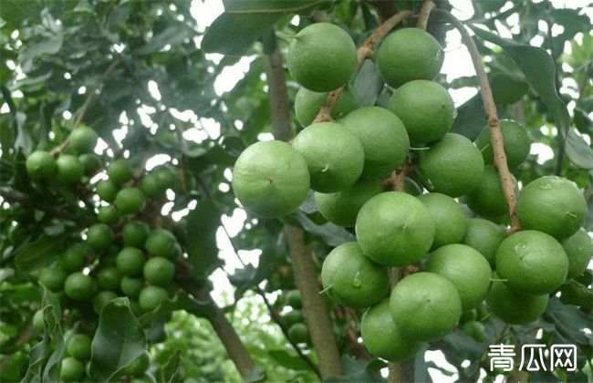 夏威夷果的种植技术介绍