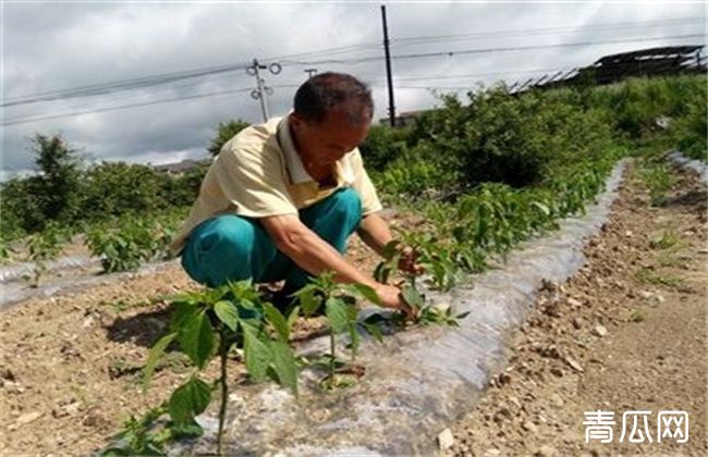 辣椒整枝打杈有什么作用？