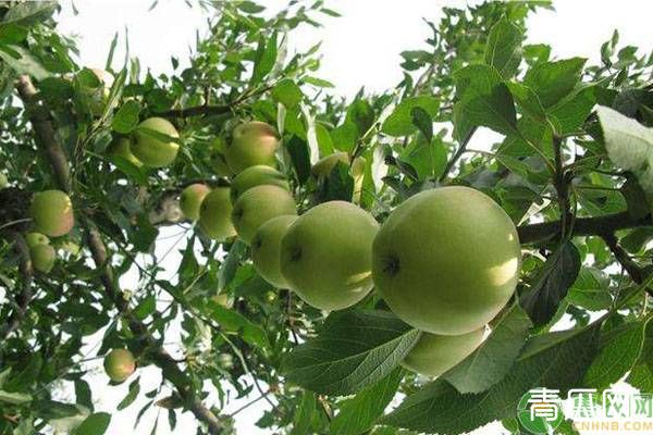 6月份苹果园病虫害的防治方法