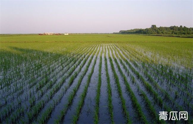 水稻浮肥现象是什么原因导致的