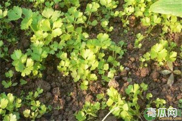 芹菜发芽慢如何解决?芹菜的催芽小技巧介绍