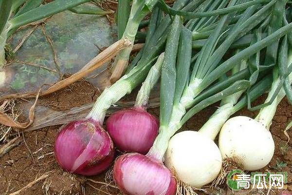 洋葱潜叶蝇的发生特点及防治措施