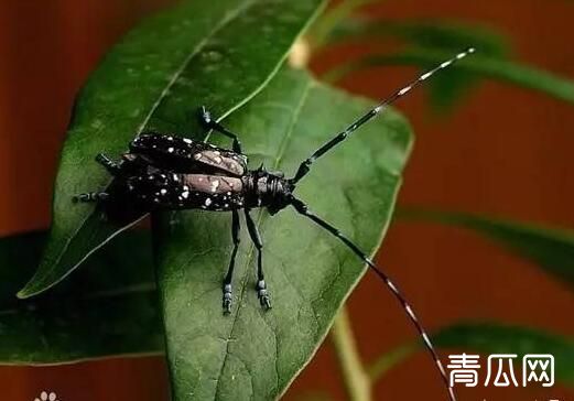 如何防治苹果幽天牛？