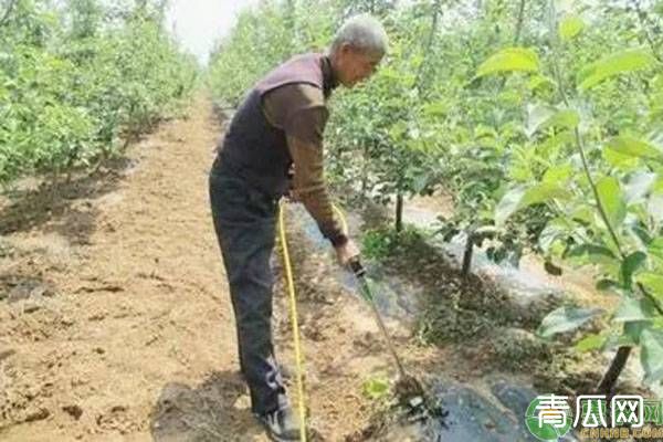 果树根外追肥喷施时间及注意事项