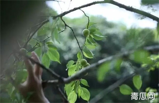 青梅的冬剪技术要点