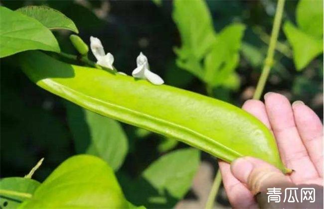 刀豆落花落荚原因及预防措施