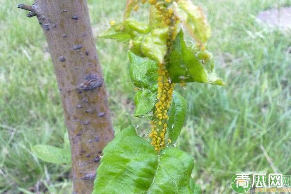 苹果黄蚜发生时间及防治药剂介绍