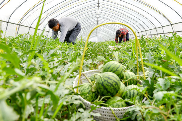 大棚西瓜种植技术9个技巧分享