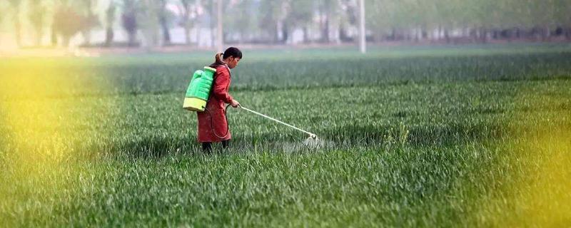 小麦除草什么时候打药合适？