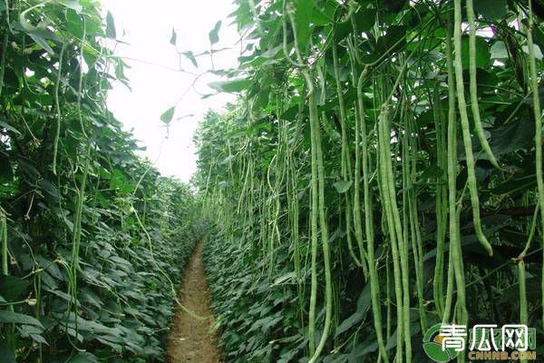 种的豆角长得太密怎么办？用这三种方法轻松解决！