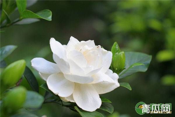 如何养好栀子花?栀子花的养殖技巧介绍