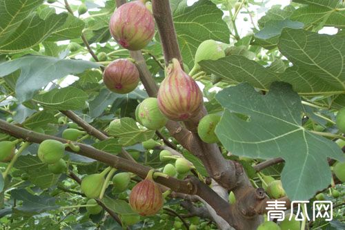 无花果怎么提高产量？种植管理技术解析