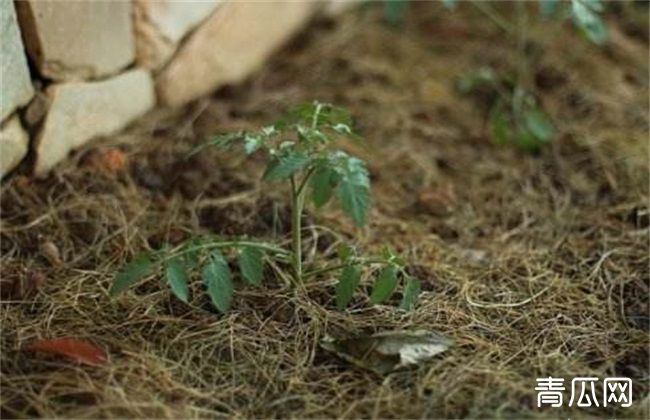 番茄定植后的管理技术介绍