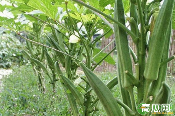 提高秋葵品质的种植方法和管理技巧详解