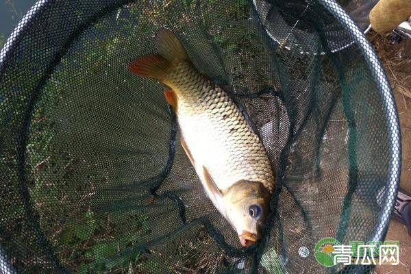 饲养的鱼厌食了？主要还是这五大原因造成的！