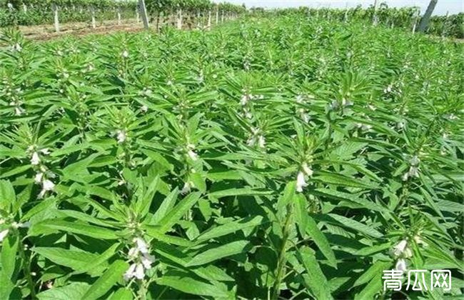 白芝麻的种植技术要点