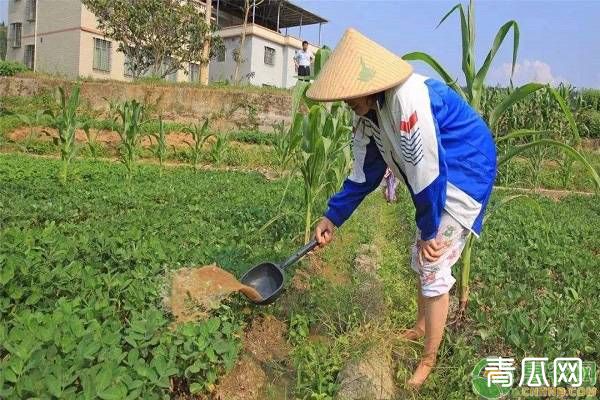 种植花生如何灌水?花生的科学灌溉方式介绍