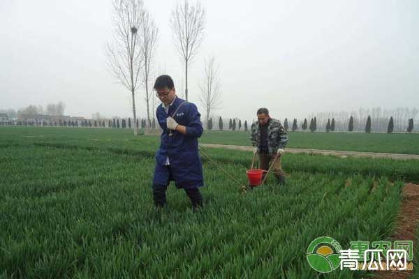 小麦怎样浇好封冻水?