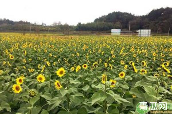 向日葵花期的科学管理方法