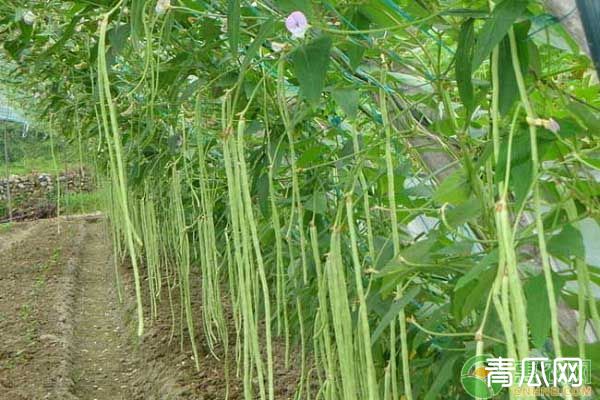 豇豆生长习性及高产种植技术