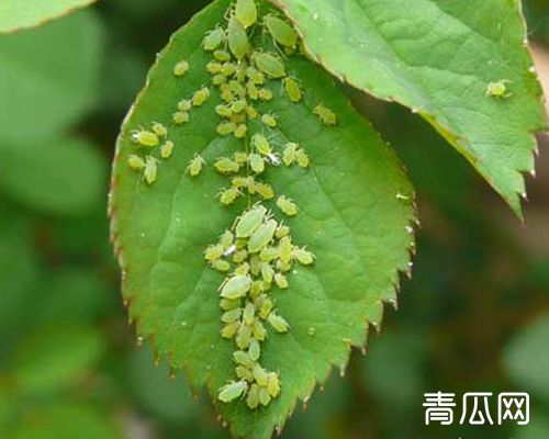 蚜虫的有效防治方法有哪些？
