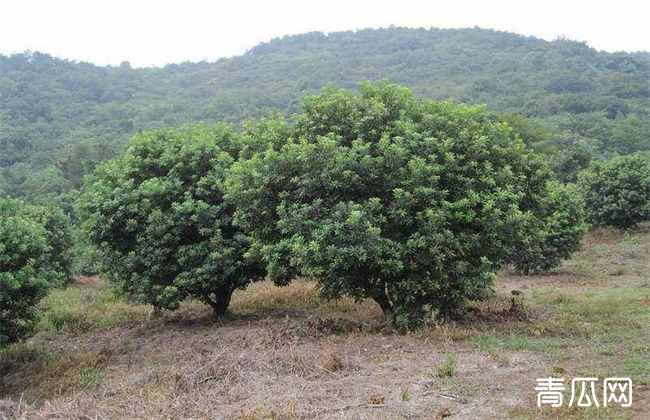 乌梅种植注意事项