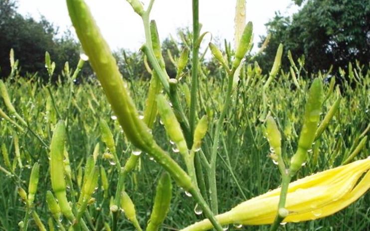 黄花菜种植时间几月份？黄花菜种植技术6要点