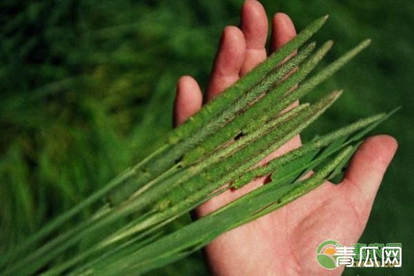 梯牧草种子选种育苗技巧