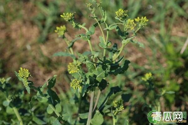 农村野菜独行草有哪些功效？（附人工种植技术）