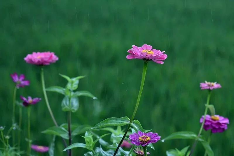 波斯菊种植 波斯菊种植的方法是什么？